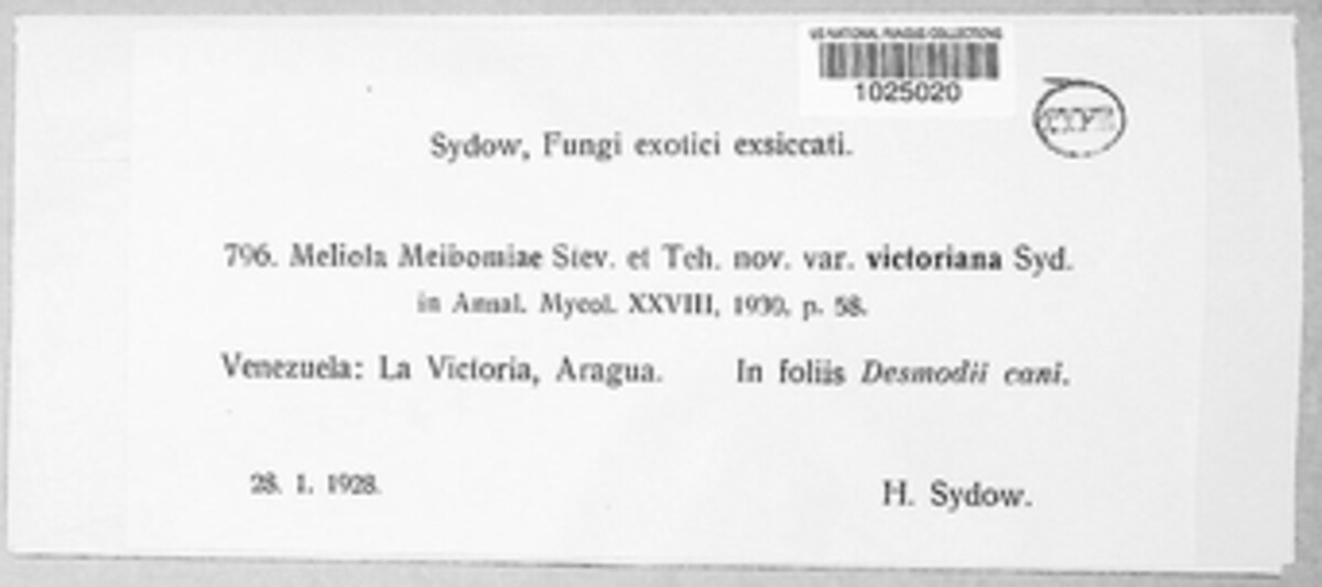Meliola meibomiae image